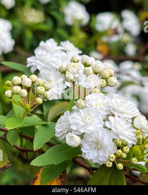 Winzige weiße Blüten und Knospen der Maibusch-Pflanze Stockfoto