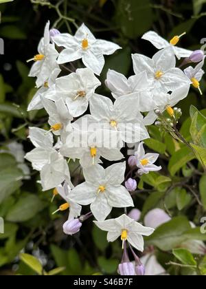 Solanum laxum (Kartoffelrebe, Jasmin-Nachtschatten) ist ein hölzerner Bergsteiger, der in Südamerika beheimatet ist. Stockfoto