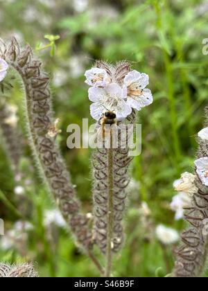 Europäische Honigbiene, die Blüten der raupe phacelia untersucht, die häufig in Chaparral-Habitaten in Kalifornien und Nevada vorkommt. Stockfoto