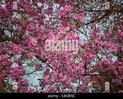 Leuchtend rosa Blüten auf blühenden Baumzweigen mit Himmel im Hintergrund in München. Stockfoto