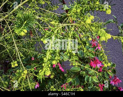 Nahaufnahme von rosa Blüten von Fuchsia begonia oder Begonia fuchsioides zusammen mit gelb blühender Boronia megastigma lutea oder gelber Boronia, einem australischen einheimischen Sträucher, der gegen die Wand wächst. Stockfoto