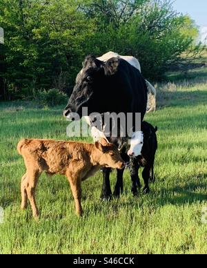 Zwillingskälber Stockfoto