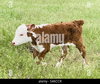 Hereford-Kalb Stockfoto