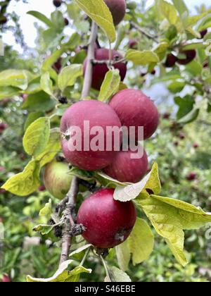 Glitzernde rote Äpfel, die an den Ästen hängen, eine verlockende Ernte, die Sie genießen können. Stockfoto