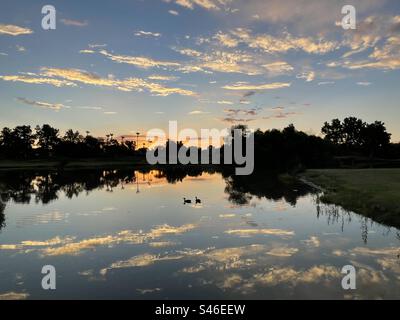 Gezoomte Aussicht, zwei Enten bei Sonnenaufgang, Spiegelreflexe auf stillem Wasser, goldrosa violetter Horizont, Palmen, leuchtende Wolkenstreifen über schattigen blauen Himmel, Scottsdale, Phoenix, Arizona Stockfoto