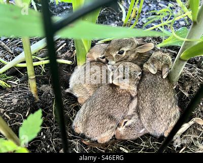 Neugeborene Hasen drängten sich in ihrem Nest in einem Garten Stockfoto