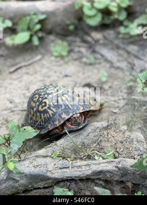 Eine östliche Kastenschildkröte versteckt sich beim Sonnenbaden auf einem Wanderweg aus seiner Schale. Stockfoto