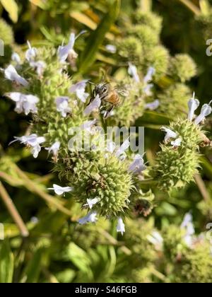 Westliche Honigbiene (APIs mellifera) nähert sich der Landung auf kalifornischem Schwarzsalbei (Salvia mellifera). ‚Mellifera‘ bedeutet in beiden Bezeichnungen ‚Honigträger‘. Stockfoto