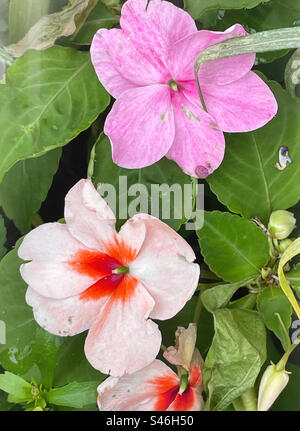 Blumen Stockfoto