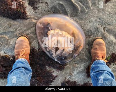 Port William Scotland Large Barrel Qualle ( Rhizostoma pulmo ) wurde am Strand von Luce Bay bei Sonnenuntergang im August 2023 gespült Stockfoto