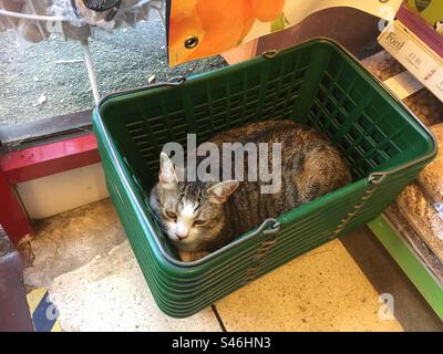 Katze in einem Einkaufskorb in einem Geschäft Stockfoto