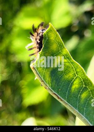 Milkweed-Tigermotte in der Spätinstarphase Fressblatt Stockfoto