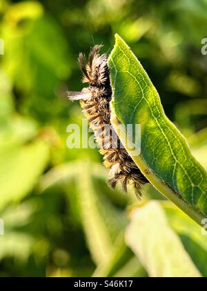 Milkweed-Tigermotte, späte Instarphase, ein Blatt fressend Stockfoto