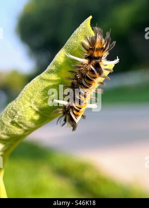 Milkweed-Tigermotte, späte Instarphase, ein Blatt fressend Stockfoto