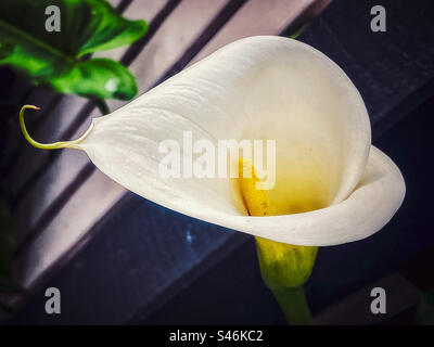 Nahaufnahme von Zantedeschia aethiopica, allgemein bekannt als Calla-Lilie/Arum-Lilie gegen Zaun. Stockfoto