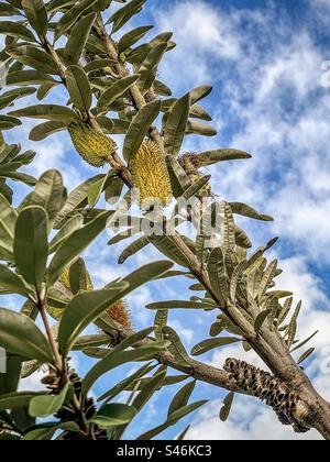 Niedriger Blickwinkel auf die gelb blühende Banksia integrifolia, allgemein bekannt als Coast banksia, ein einheimischer Baum Australiens, vor blauem Himmel und Wolken. Stockfoto