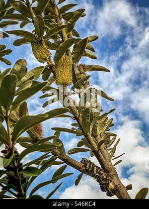 Niedriger Blickwinkel auf die gelb blühende Banksia integrifolia, allgemein bekannt als die Küste banksia, ein einheimischer Baum Australiens vor blauem Himmel und Wolken. Stockfoto