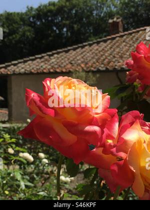 Rose sbocciate nel giardino dell’Eremo di Camaldoli. Casentino, Toscana, Italia. Rosen im Garten der Eremitage in Camaldoli. Toskana, Italien Stockfoto