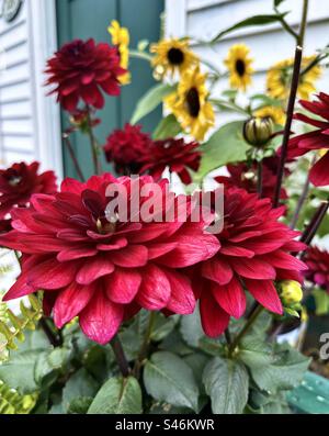 'Arabian Night' Dahlia showcases deep-red blooms that are almost black, lending a rich, and velvety texture to the garden. These huge, stunning flowers are perfect for adding to summer bouquets Stock Photo