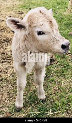 Charolais calf cross with black angus Stock Photo