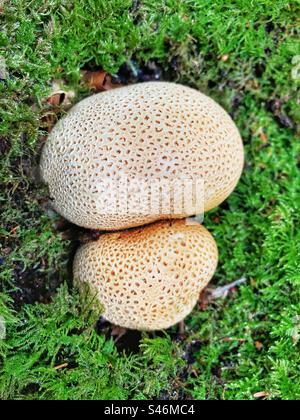 Common earthball fungus growing in the New Forest National Park, Hampshire, United Kingdom Stock Photo