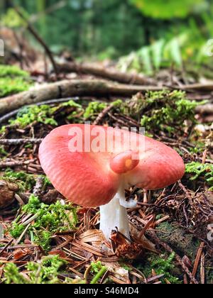 Rosafarbene Pilze wachsen in Brockenhurst, Hampshire, Vereinigtes Königreich Stockfoto