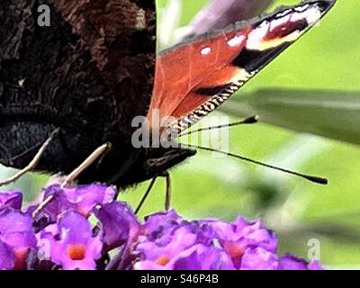 Tagpfauenauge Fütterung auf Sommerflieder Stockfoto