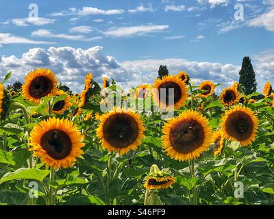 Sonnenblumen in Sonnenschein wachsen in einem Hampshire-Feld, Großbritannien Stockfoto