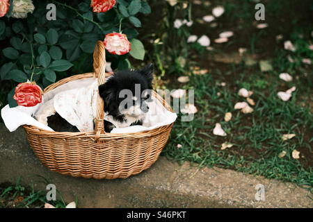 Ein trauriger kleiner chihuahua-Welpe liegt in einem Korb unter Rosen Stockfoto