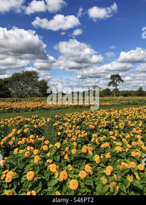 Sonnenblumen Orange Sun Double wächst in einem Hampshire-Feld Stockfoto