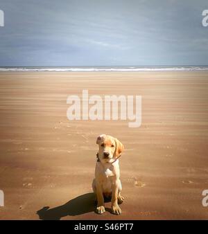 „Labradorable“ ein einsamer Labrador ist der einzige Hund am Strand. Stockfoto