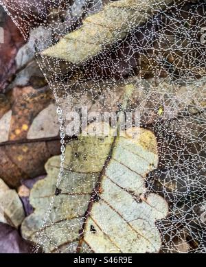 Spinnweben bedeckt mit winzigen Wassertropfen über herbstlichen Blättern Stockfoto