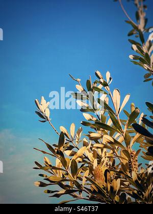 Niedriger Winkel von Banksia integrifolia, allgemein bekannt als die Küste banksia, mit gelber Blume und Kegel/Samenkopf gegen blauen Himmel. Australische einheimische Flora. Leerzeichen kopieren. Stockfoto