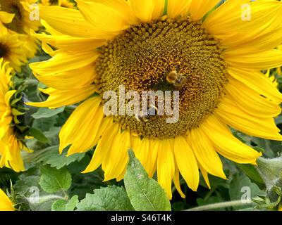Nahaufnahme eines Sonnenblumenkopfes in voller Blüte, mit Bienen, die Pollen sammeln. Stockfoto