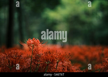 Lycoris radiata in der Blüte Stockfoto