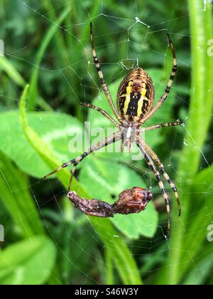Wespenspinne (Argiope bruennichi) weiblich, unter Sicht mit gewickelter Beute. Lakeside Country Park, Eastleigh, Hampshire, Großbritannien Stockfoto