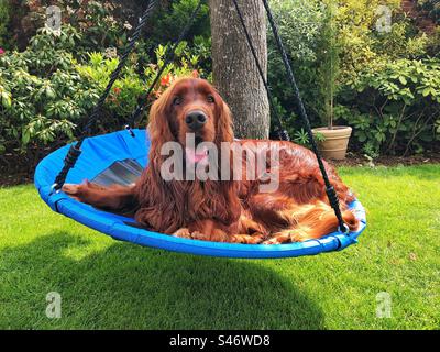 Irish Setter „Chester“ mit Nestschwinge Stockfoto