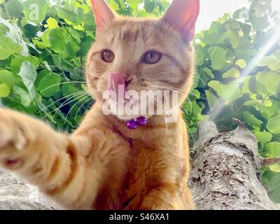 Die Katze in einem Baum schaut nach unten und Pfoten auf die Kamera, während sie seine Lippen leckt Stockfoto