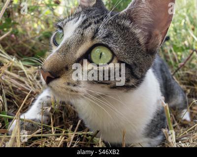 Nahaufnahme einer aufmerksam aussehenden Tabby- und weißen Katze, die im Gras liegt Stockfoto