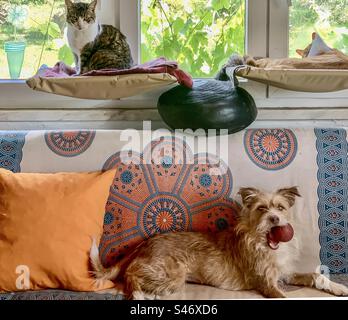 Der Hund sitzt auf dem Sofa mit dem Ball im Mund, während zwei Katzen in den Hängematten sitzen Stockfoto