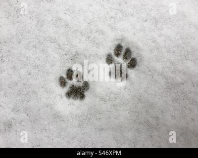 Katzenpfote druckt im Schnee. Stockfoto