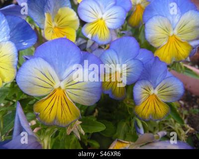 Southwood Stiefmütterchen in voller Blüte in Südkalifornien Stockfoto