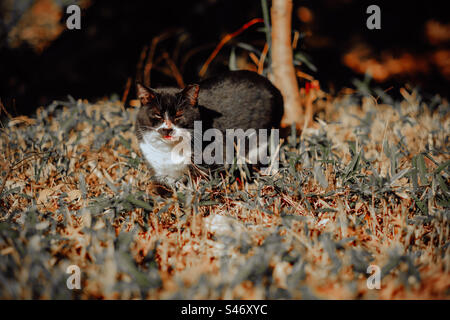 Eine verlorene Katze im Park Stockfoto
