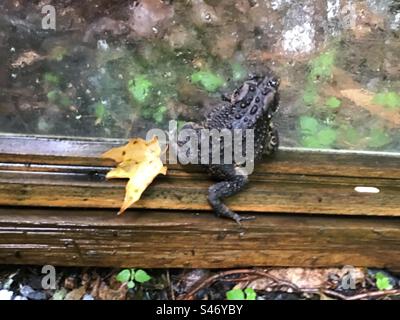 Kröte, die während eines Sturms auf einem alten, weggeworfenen Fenster mit einem Ahornblatt unter dem Fuß krabbelt. Stockfoto