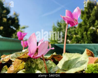 Cyclamen purpurascens wird auf dem Balkon angebaut und blüht im Sommer Stockfoto