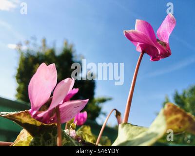 Cyclamen purpurascens wird auf dem Balkon angebaut und blüht im Sommer Stockfoto