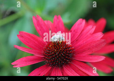 Biene auf roter Blume Stockfoto