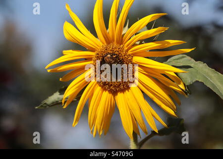 Gewöhnliche Sonnenblume und Biene Stockfoto