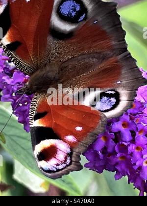 Pfau Schmetterling auf lila Buddleia  1 Stockfoto