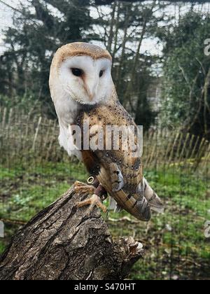 Eine gefangene Scheuneneule, die auf einem Baumstamm thront Stockfoto